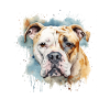 American Bulldog