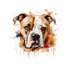Bouledogue américain