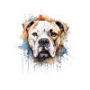 American Bulldog