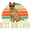 Bouvier australien Red Blue Heeler