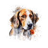 American Foxhound
