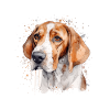 American Foxhound