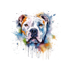 American Bulldog