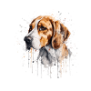 American Foxhound