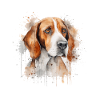 American Foxhound