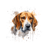 American Foxhound