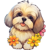 Doux Shih Tzu