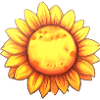 Beautiful sunflower