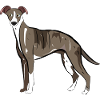 Whippet Dog