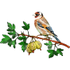 Bunter Vogel