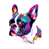 Boston Terrier Bunt