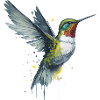 Colibri gracieux à l’aquarelle