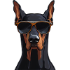 Doberman Wearin Sunglasses