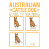 Bouvier australien Red Blue Heeler