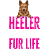 Bouvier australien Red Blue Heeler