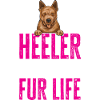 Bouvier australien Red Blue Heeler
