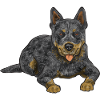 Bouvier australien Red Blue Heeler