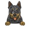 Bouvier australien Red Blue Heeler