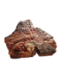 T-Bone weiß