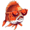 Bib the goldfish