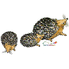 Hedgehog