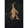 Raptor