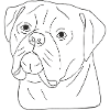 Old English Bulldog