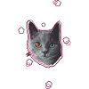 Katze