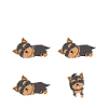 Hund Yorkie