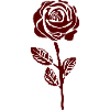 rose