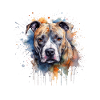 American Staffordshire Terrier