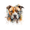 American Staffordshire Terrier