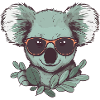 cool koala