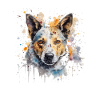 Australian Cattle Dog