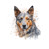 Bouvier australien