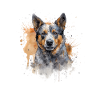 Bouvier australien