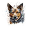 Australian Cattle Dog