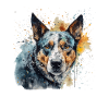 Australian Cattle Dog