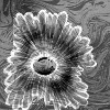Graue Blume
