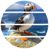 Puffin on a cliff
