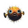 Puffer Fish