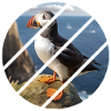 Puffin on a cliff
