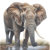 Elefant