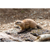 Afrikanisches Ziesel Borstenhörnchen Xerus