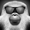 Monkey with sunglasses