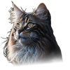 Chat Maine-Coon