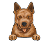 Bouvier australien Red Blue Heeler