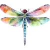 Schöne Libelle