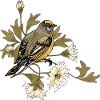 Oiseau