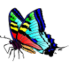 Schmetterling
